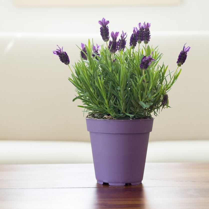 Can You Grow Lavender Indoors: Learn About Growing Lavender Plants Inside |  Gardening Know How