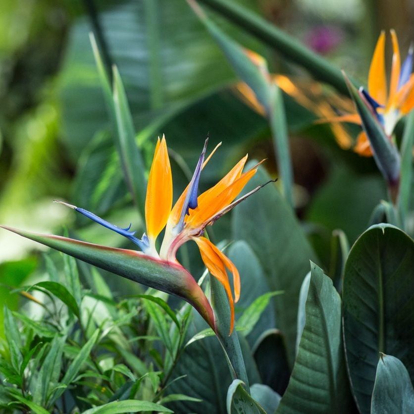 vitamin RHirotaka bird of paradise Bird Of Paradise Fertilizer: When And What To Feed Bird Of