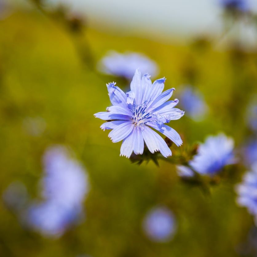 Different Chicory Plants: Varieties Of Chicory For The Garden
