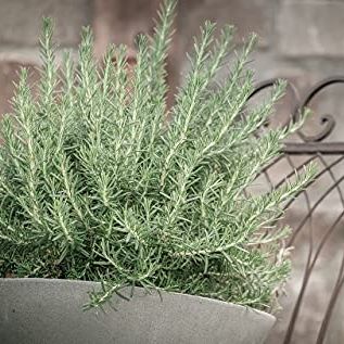 Greenwood Nursery: Live Perennial Plants - Creeping Rosemary + Rosmarinus Officinalis Prostratus - [qty: 2x 3.5 Pots] - (click for Other Available Plants/quantities)