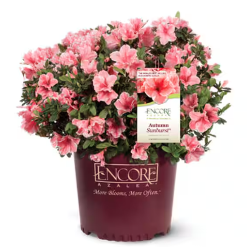 Home Depot, Reblooming Sutum Sunburst Azalea