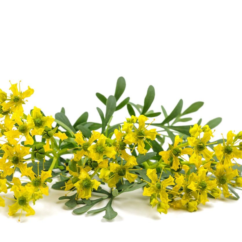 Plants That Repel Evil Spirits  Traditionally Used Herbs Against Evil |  Gardening Know How