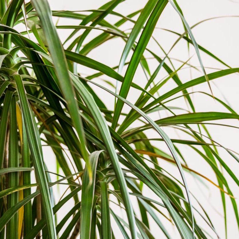 geigenfeige wohnzimmer Ficus lyrata verzweigt (Geigenfeige) (XL)