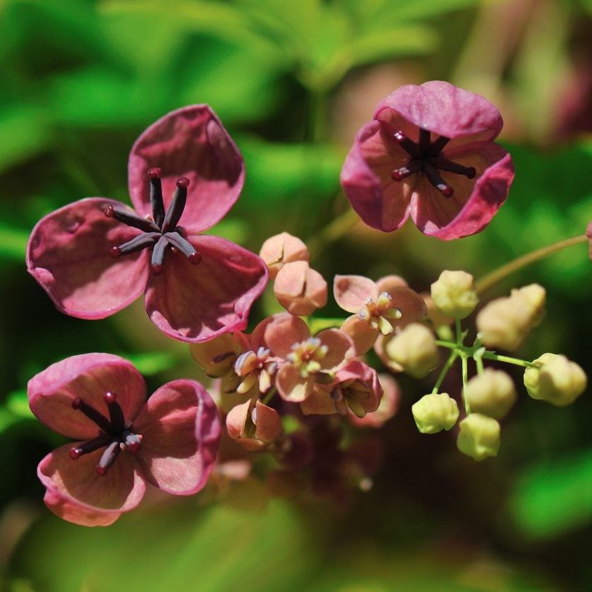 Five Leaf Akebia Info: How To Grow Akebia Quinata Chocolate Vine In The  Garden | Gardening Know How