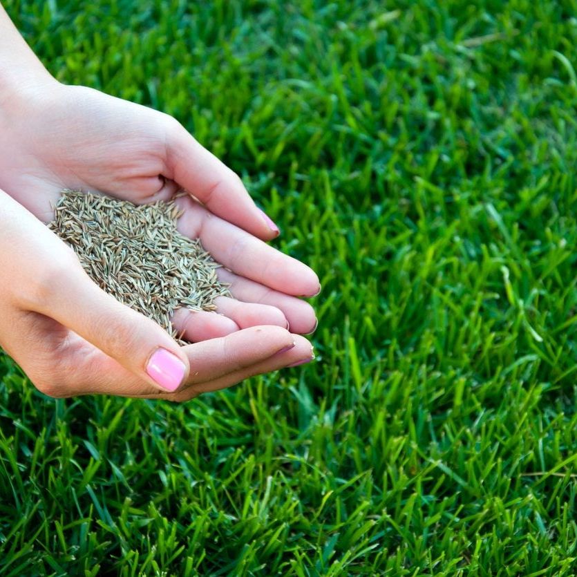 Cold Hardy Grass Seed: Tips On Planting Grass Seed In Zone 6 Gardens |  Gardening Know How