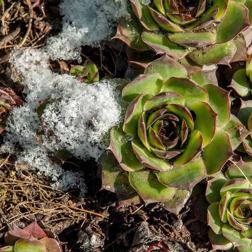 What Are Hardy Succulents - Learn About Cold Tolerant Succulent Plants |  Gardening Know How