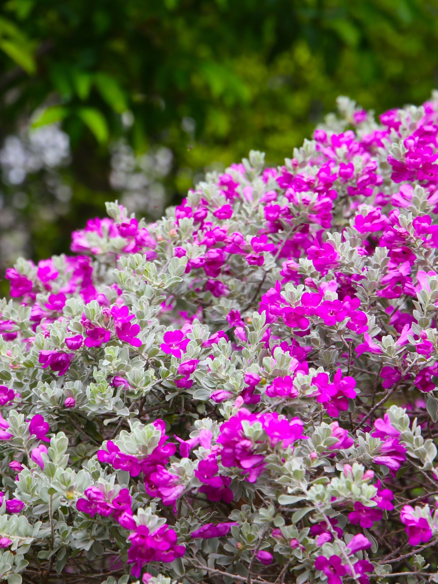 texas sage bush
