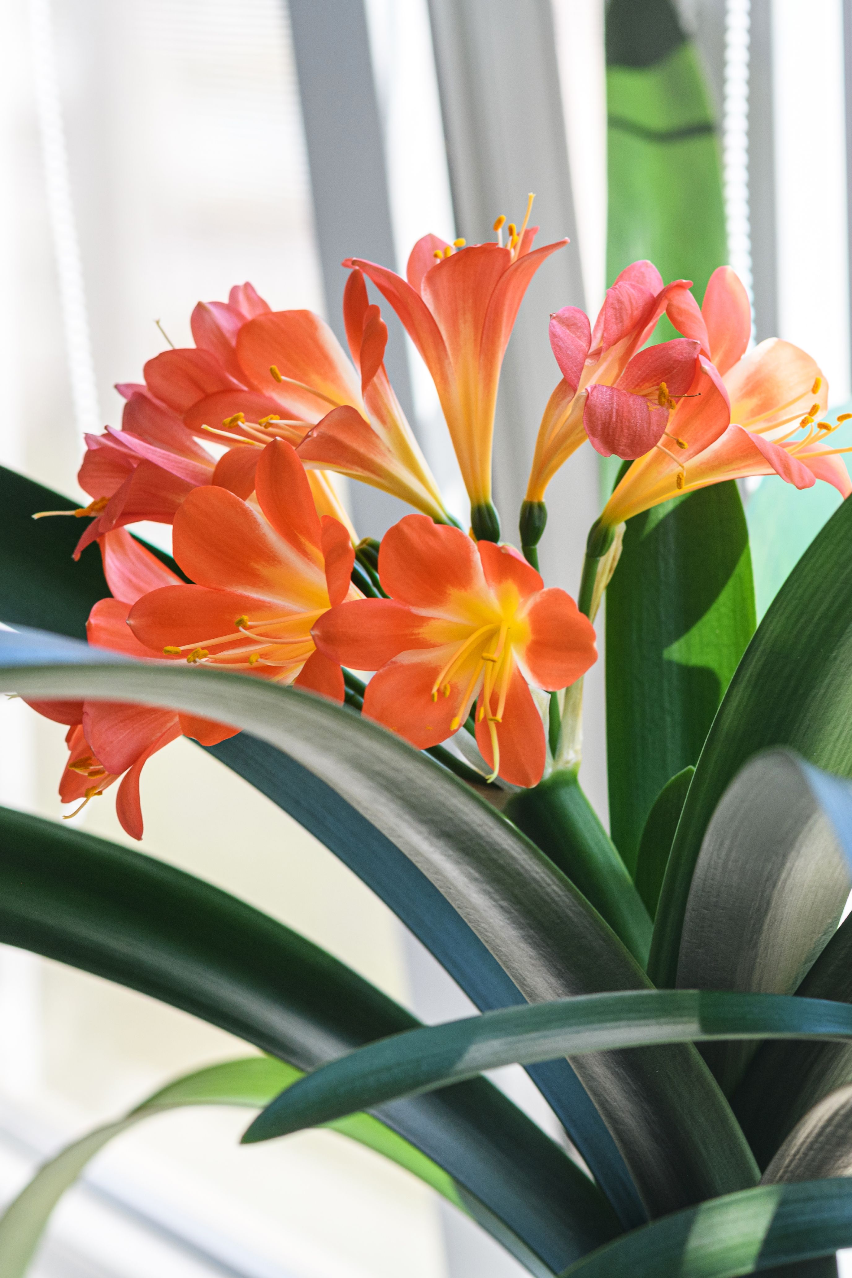 Vibrant orange clivia flowers in bloom with lush green leaves placed on a windowsill.