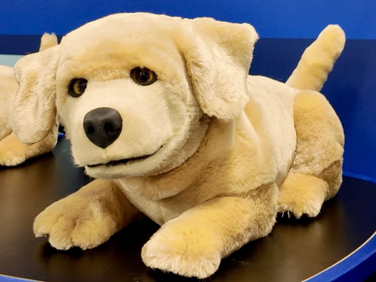 dogです rvyziSecB8dbvnoMoCMZNQ.jpg