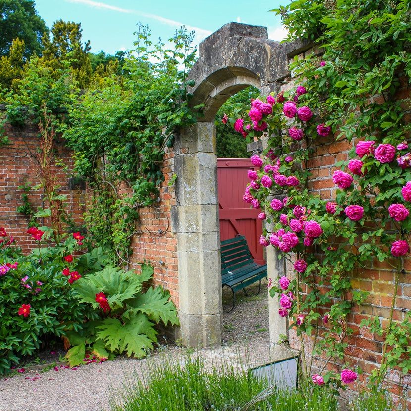 Landscaping Against Brick Walls  What To Plant Near Brick Foundations |  Gardening Know How