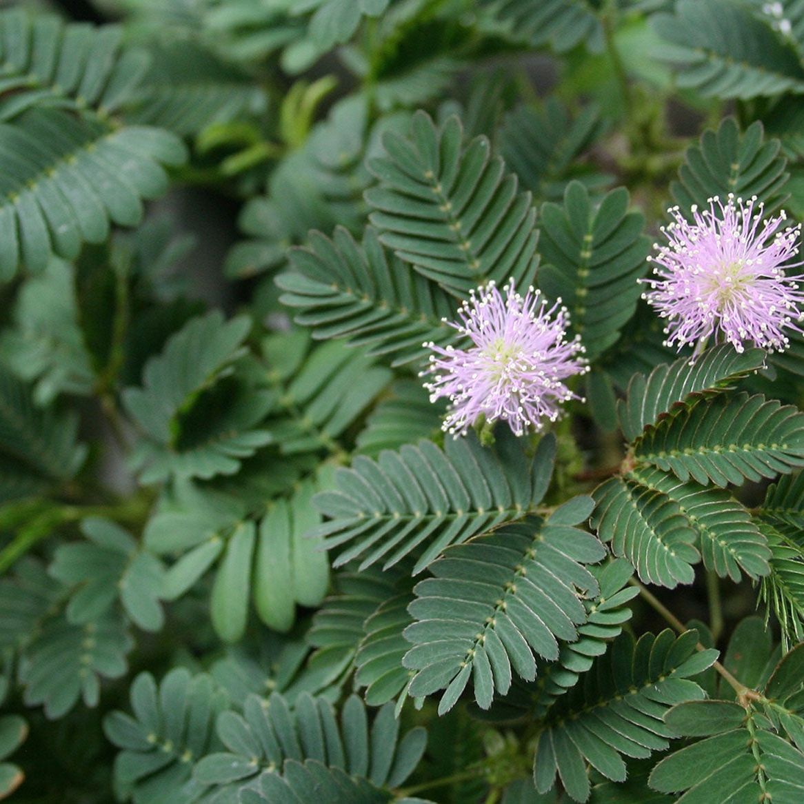 Can Plants Move  The Fascinating World Of Moving Plants | Gardening Know  How