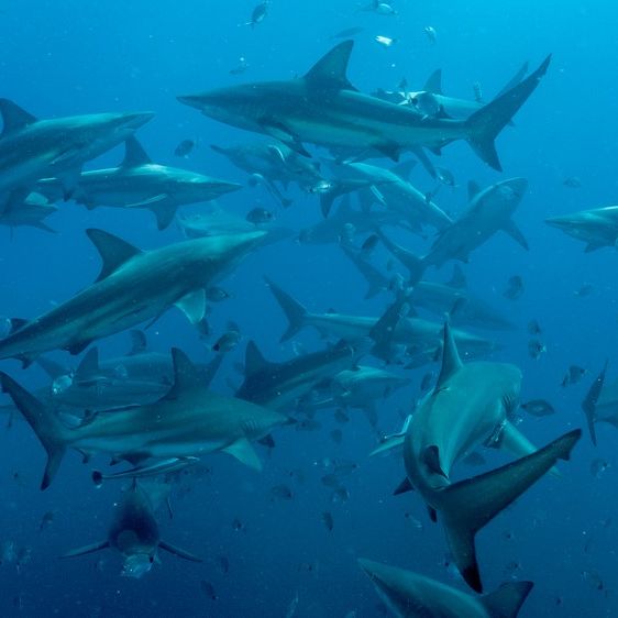 Spiraling vortex of 60 sharks rips apart a dead humpback whale in