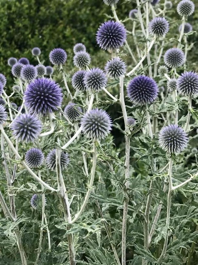 Echinops Ritro Blue, Plug Plants, Red, Wildlife Friendly, Cottage Garden Cut Flowers (3)