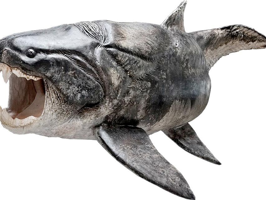 Evolution's Bite: Ancient Armored Fish Was Toothy, Too | Live Science