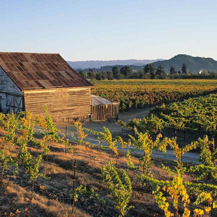 Sonoma County: 2021 vintage report | Decanter