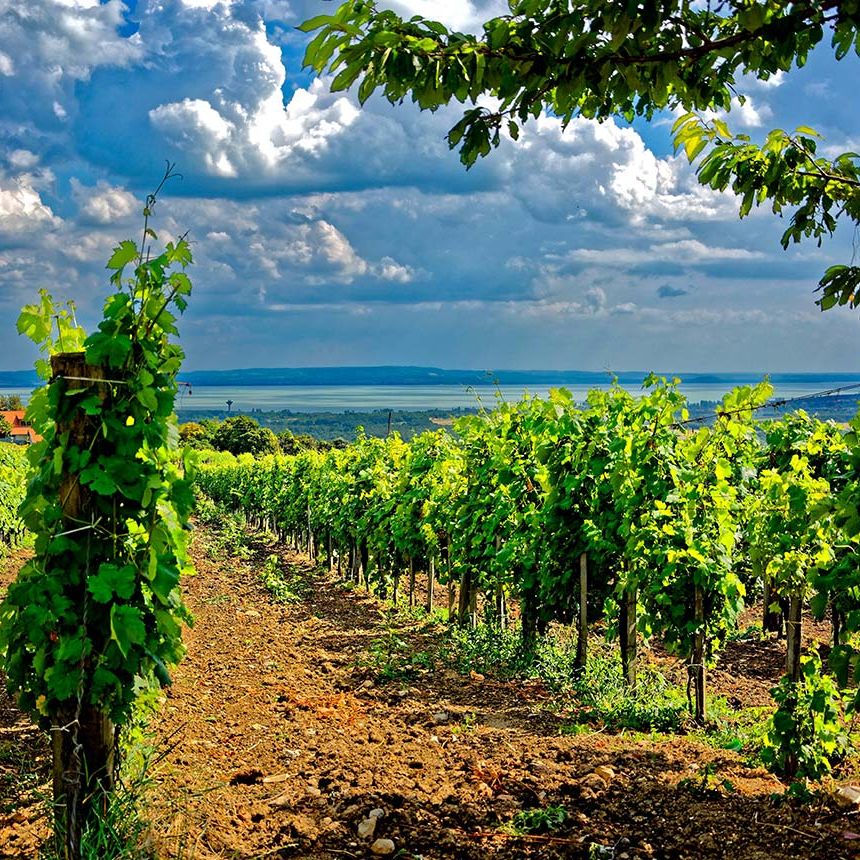 The ageing potential of Tokaj Furmint | Decanter