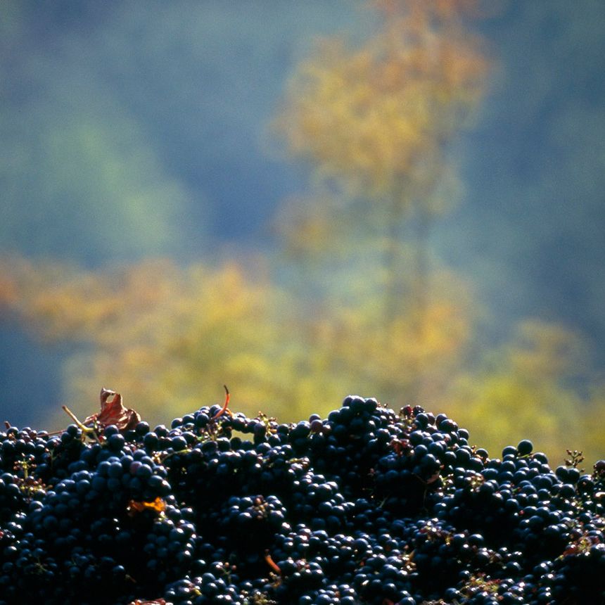 Nittardi vertical: Tasting three decades of Chianti Classico