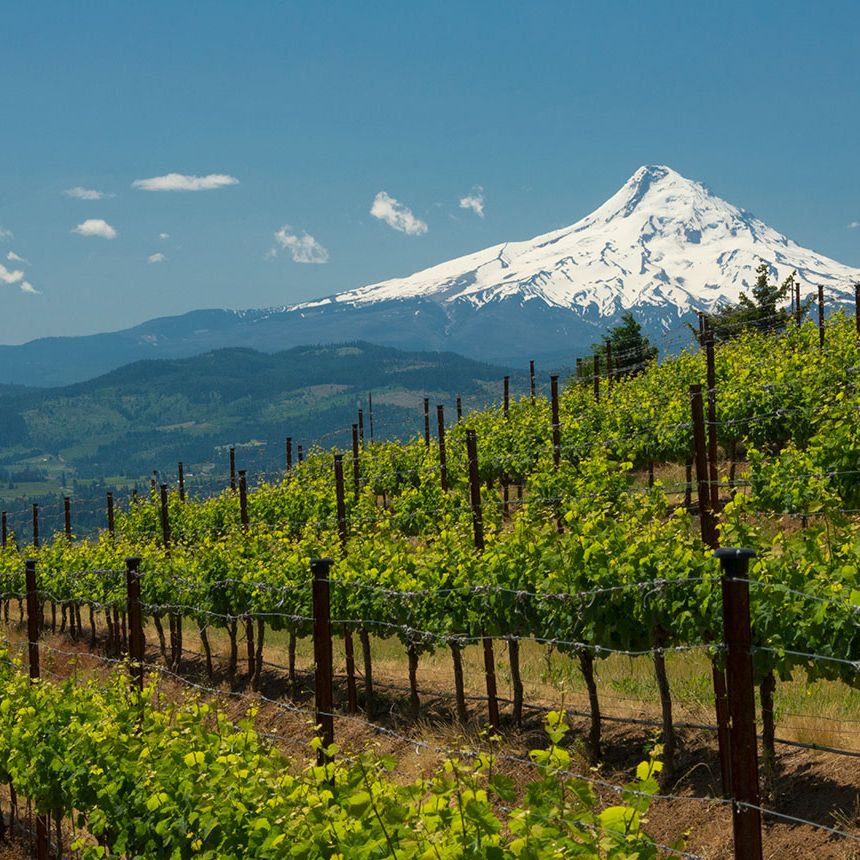 Washington 2018 reds: vintage overview and top-scoring wines