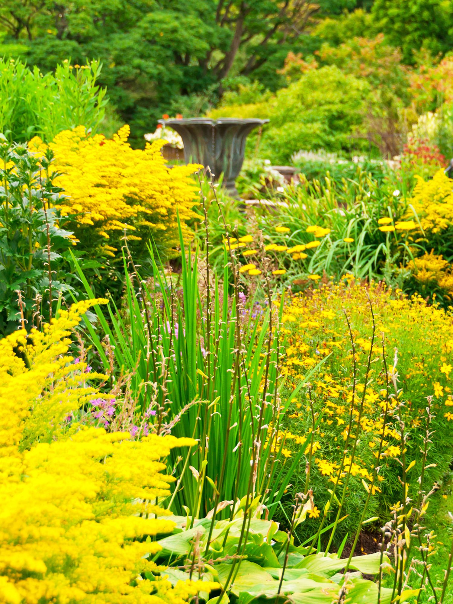 Yellow garden border showing the rule of three