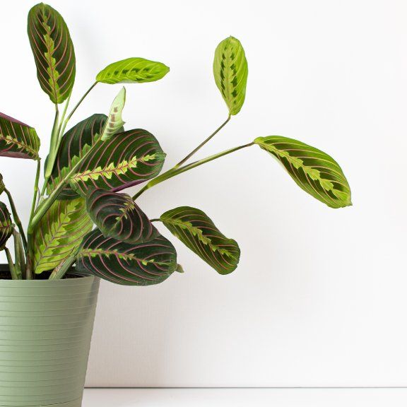 Prayer Plant: Ultimate Care & Growing Guide | Gardening Know How