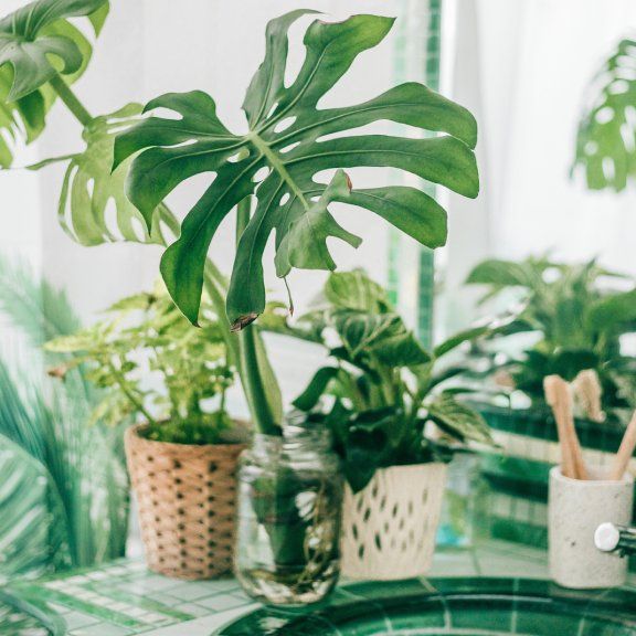 The 8 Best Bathroom Plants To Grow With No Light or Low Light | Gardening  Know How