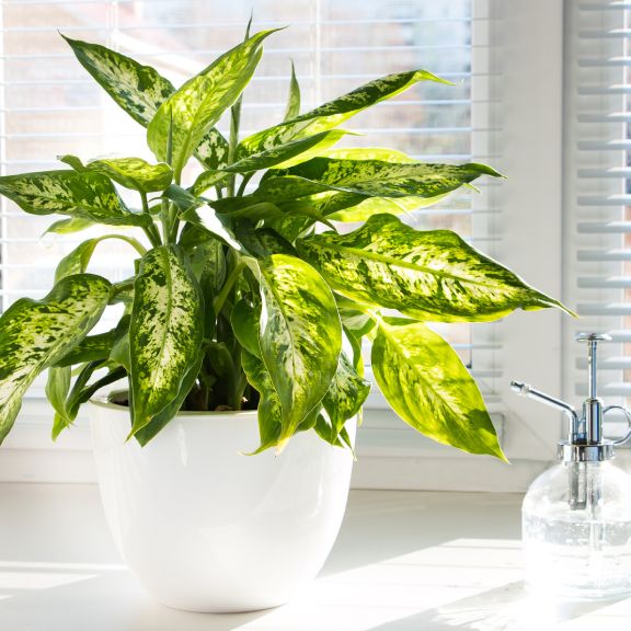 rubber house plant Ficus elastica, Rubber Plant  The Boho Being, LLC