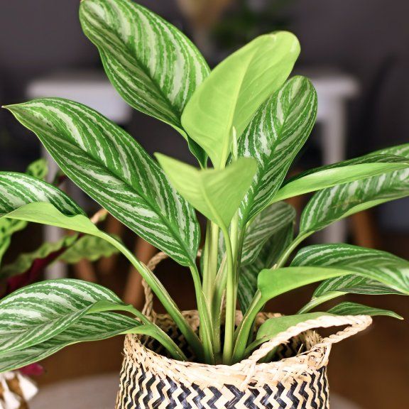 dracaena surculosa mike Dracena Surculosa 'Mike White' – Secret Garden Plant Shop main image 0