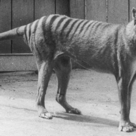 Long-extinct Tasmanian tiger may still be alive and prowling the