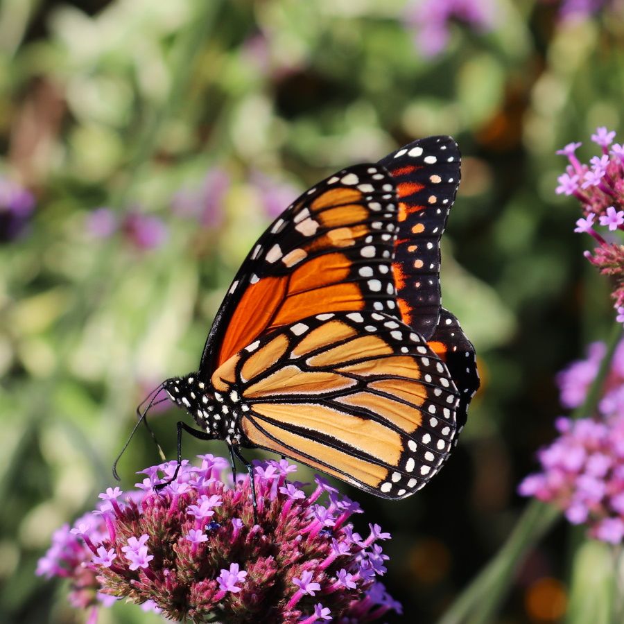 Monarch butterfly with orange and black wings feeding on a purple verbena flower