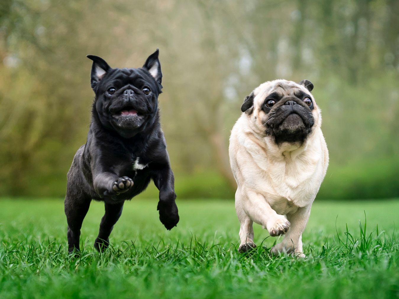 Pups Onboard: Why Trains Are a Great Way to Travel With Your Dog(s) - The  New York Times, image size:1349x1012