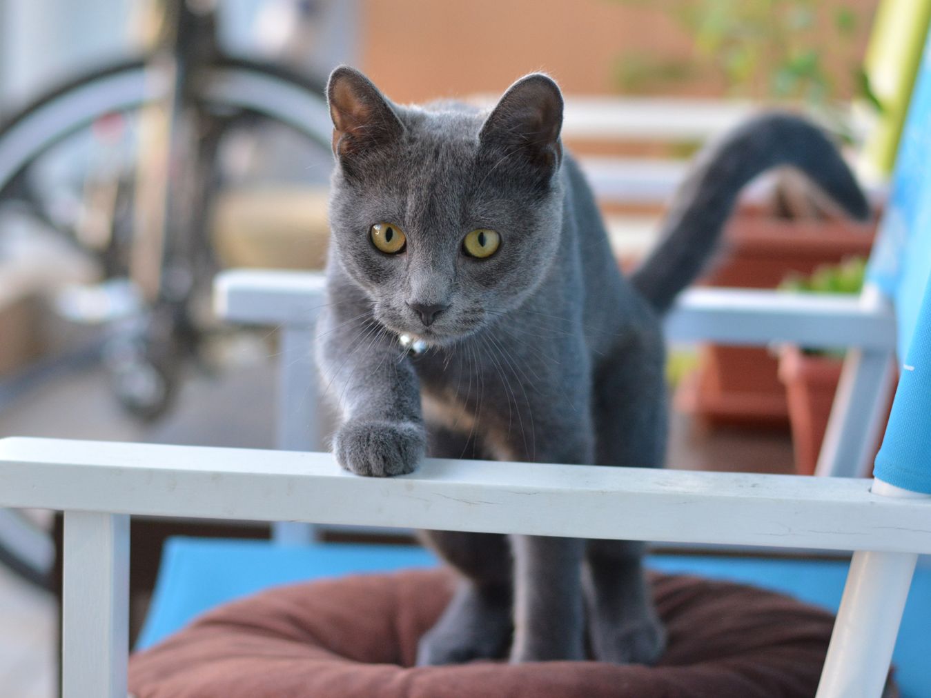 シシクイ　CATサングラス　BLUE GRAY シシクイ CATサングラス BLUE GRAY シシクイ CATサングラス BLUE GRAY