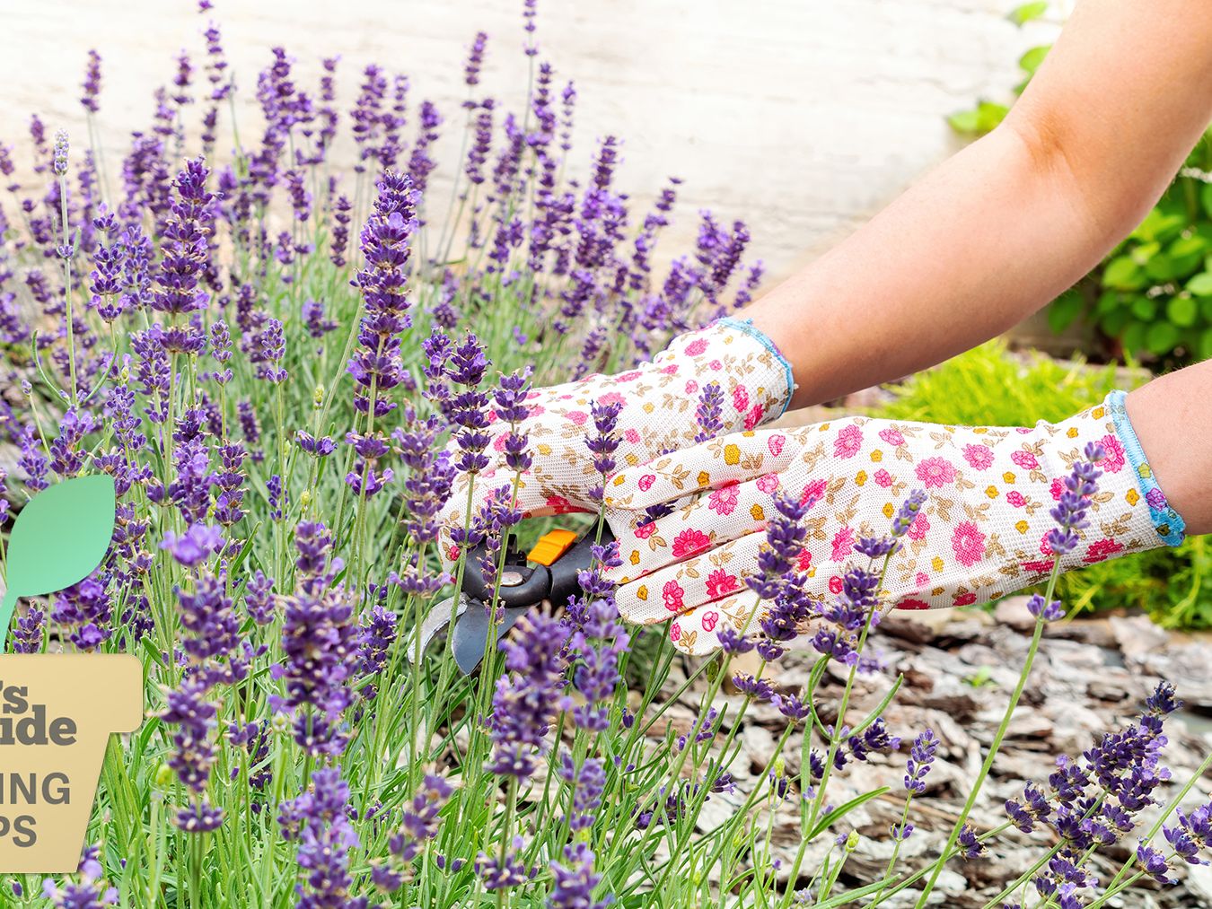How to extend the life of your lavender  experts share their tips | Tom's  Guide