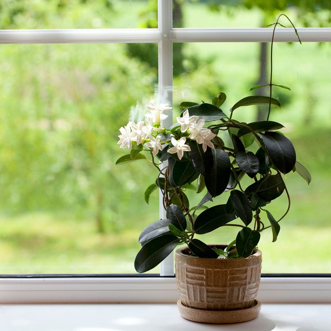 Jasmine Flowers - How To Care For A Jasmine Houseplant | Gardening Know How