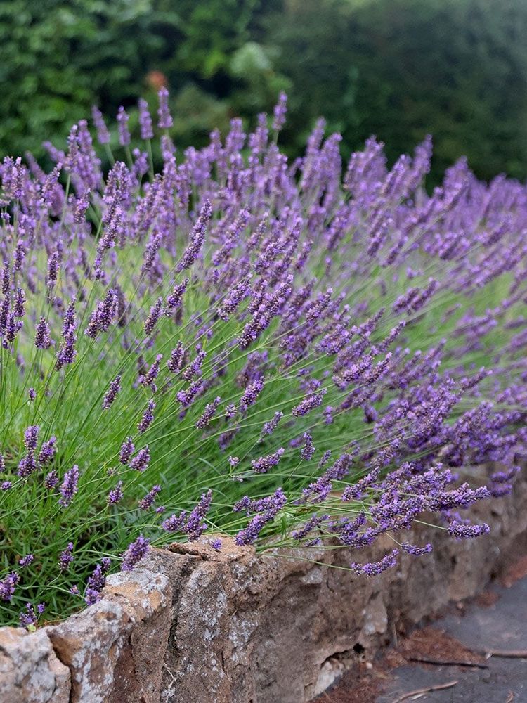 Lavandula &amp;times; Intermedia 'grosso'