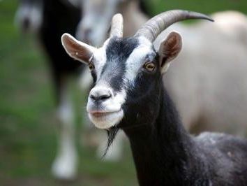 Number i No.O-ring GOAT Be on Your side 【公式通販】