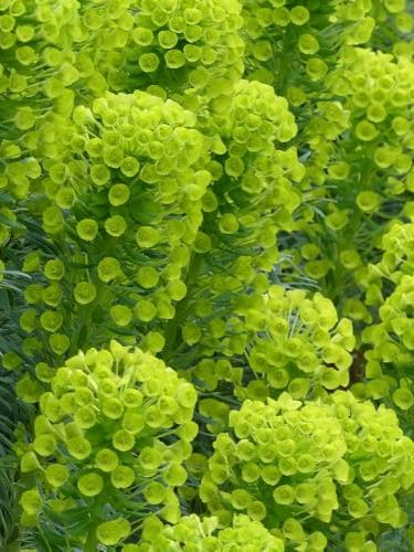 Euphorbia Characias Subsp Wulfenii Shorty - Compact Evergreen Shrub With Acid Yellow Spring Flowers, Ideal for Borders &amp;amp; Containers, 9cm Pot X 1 - Thompson &amp;amp; Morgan
