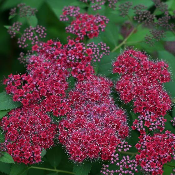 Double Play® Red Spirea