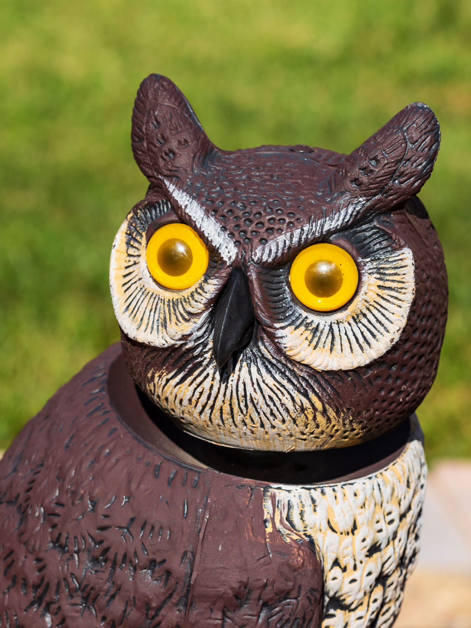Predator decoy; this owl has kept a close eye on the garden all summer for the most part