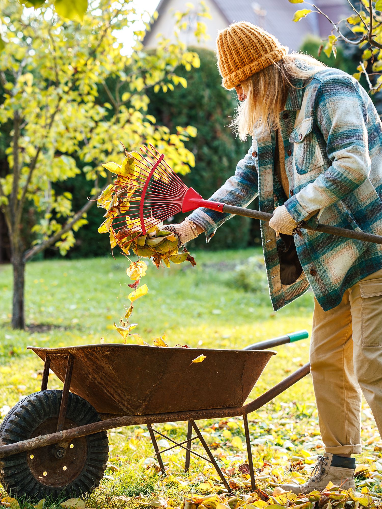 Woman raking leaves in an autumn garden, putting fallen leaves into a wheelbarrow for organic compost