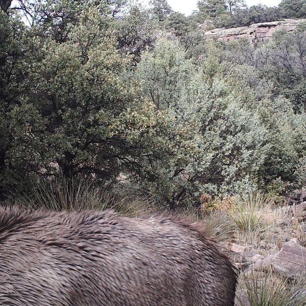 Can you spot the mountain lion stalking a hapless elk in this photo? | Advnture
