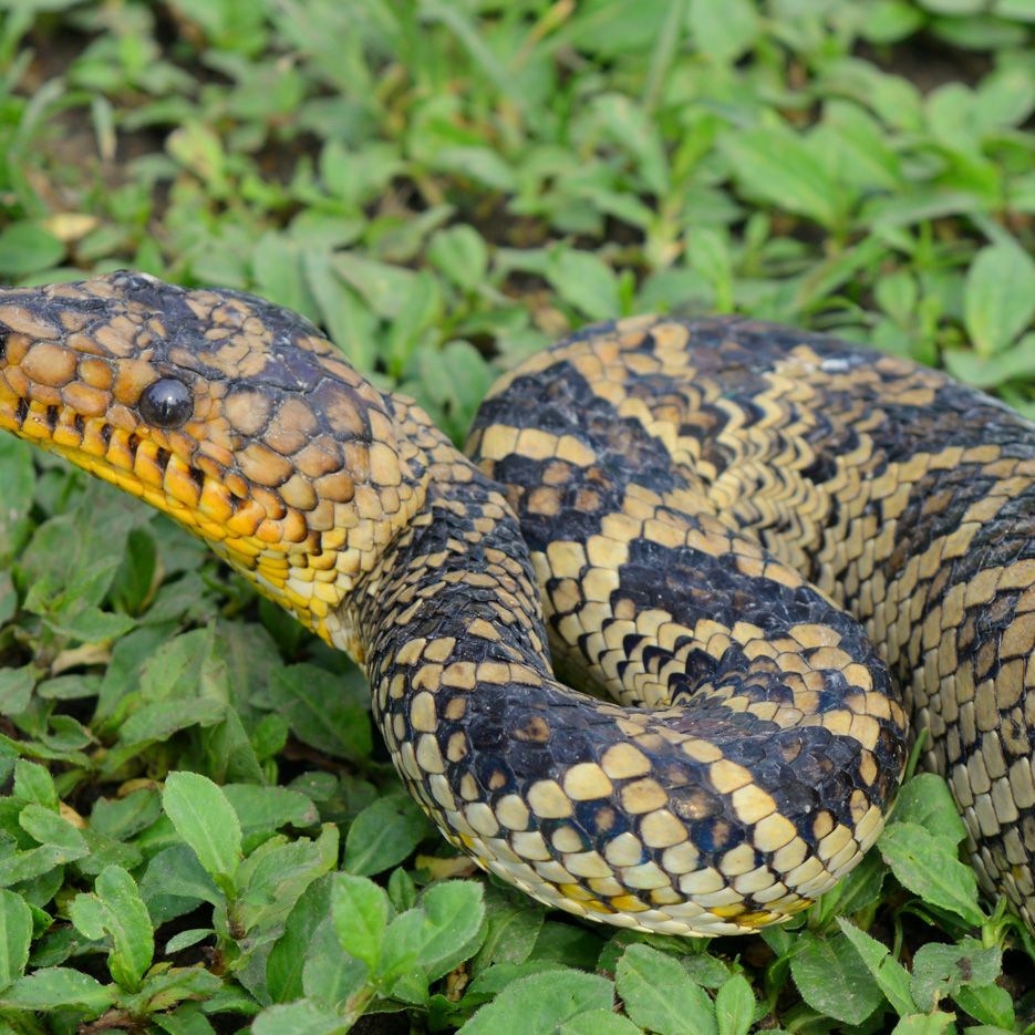World's Rarest Boa Snake Seen for 1st Time in 64 Years | Live Science