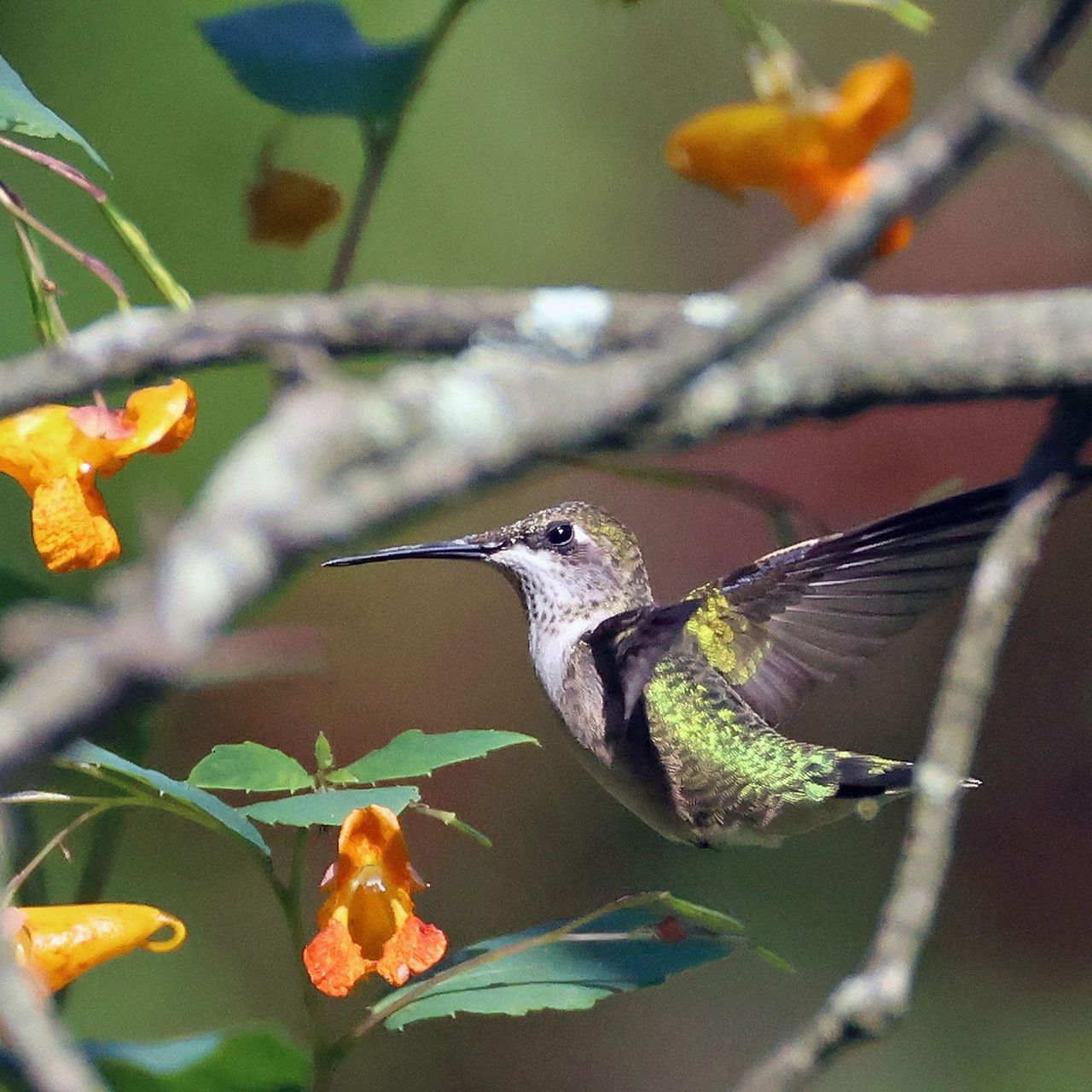 A Hummingbird populates Tackapausha Preserve on September 16, 2024 in Seaford, New York. The Long Island region provides a welcome habitat for a host of birds and wildlife