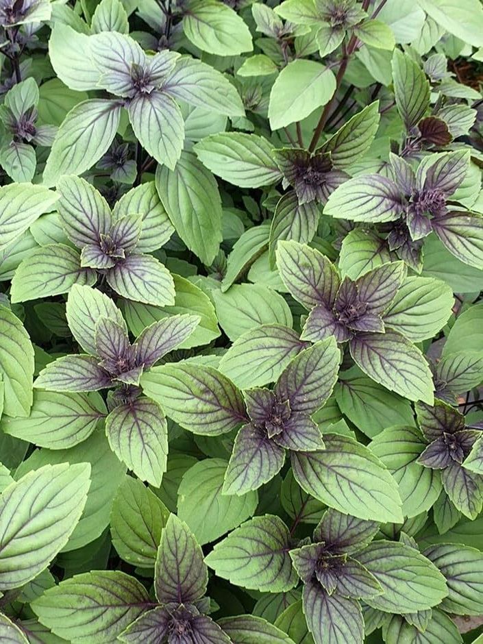 Plant Theory 9cm Pot Basil Herb Plant Ocimum Basilicum Magic Mountain