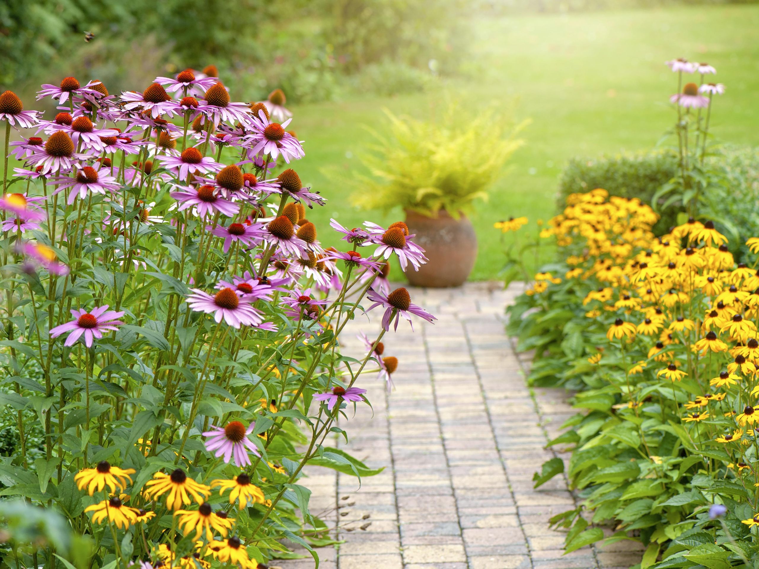 12 Best Perennials For Full Sun Full Sun Perennials Sun Perennials
