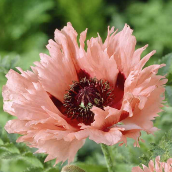 Eden Brothers, Papaver Orientale Roots - Forncett Summer