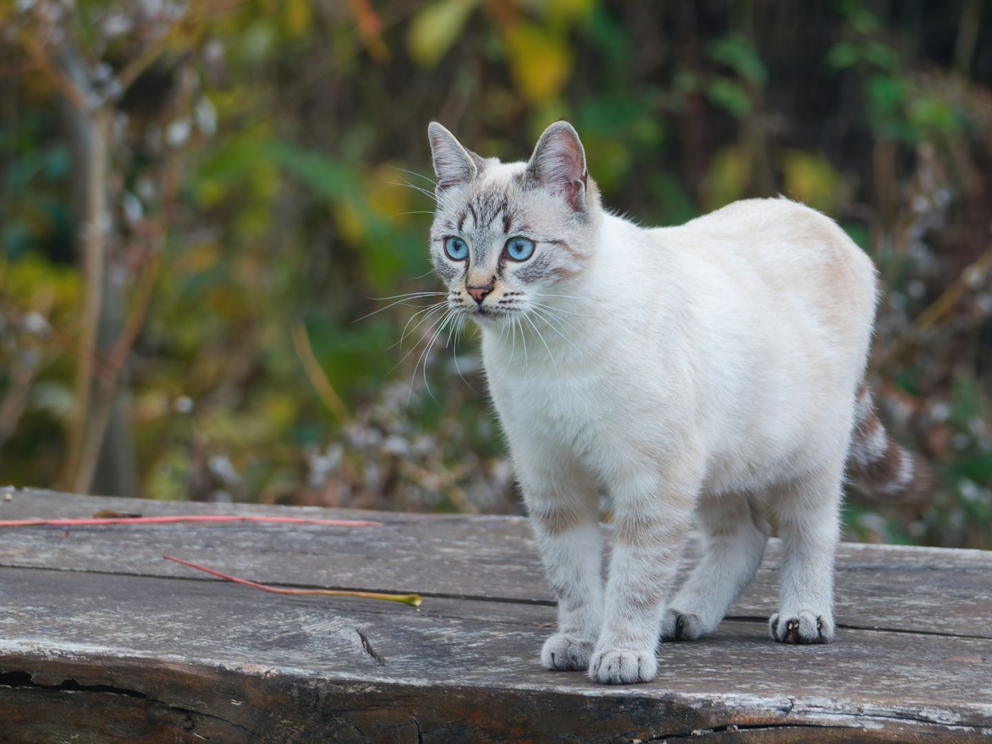 Top 3 Rarest Cats What Is The Best Rare Cat