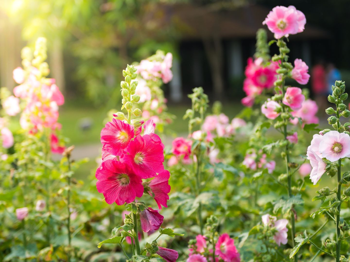 Healthy hollyhocks