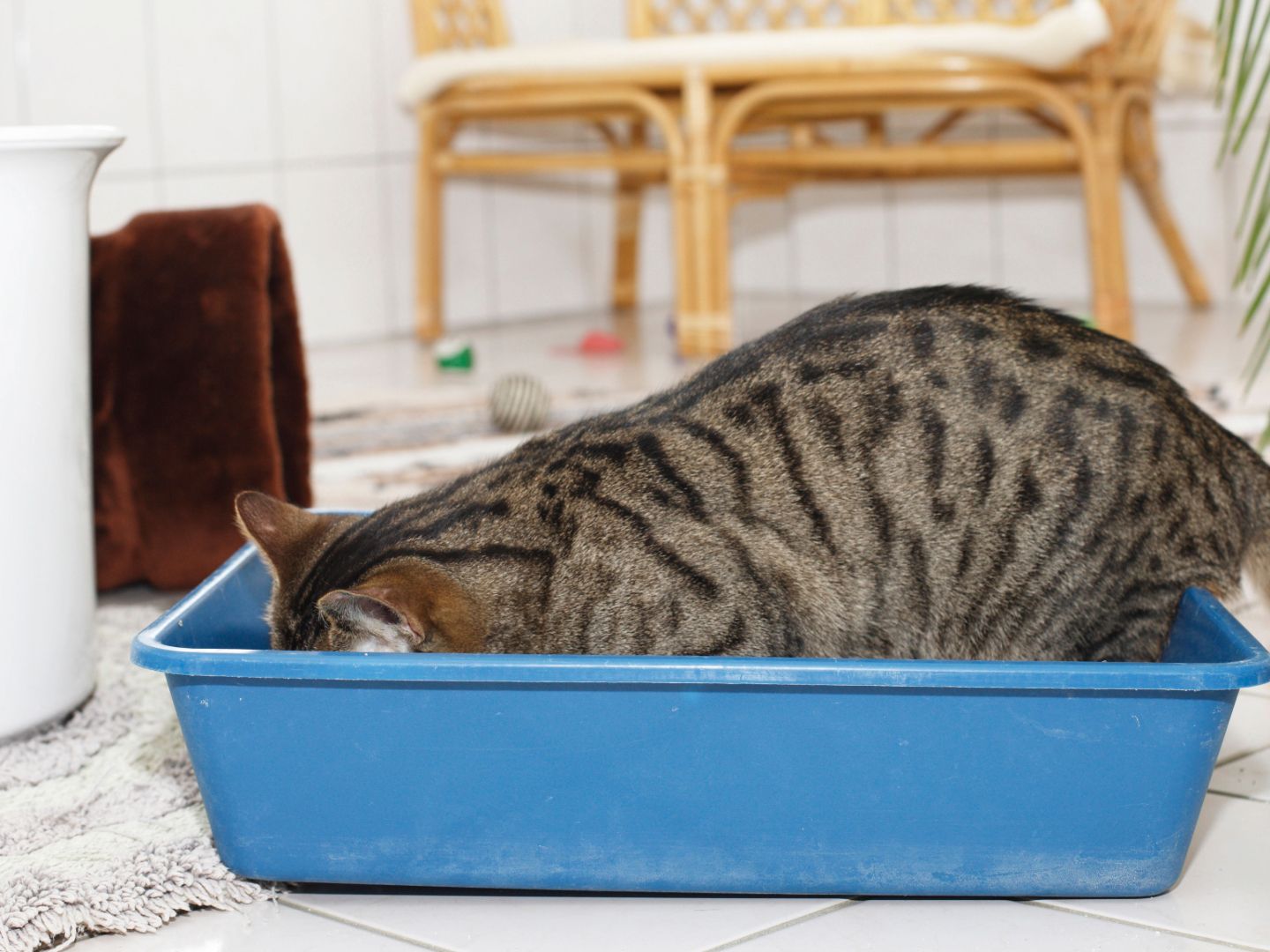 Why Do Cats Dig in Their Litter Box: Surprising Reasons Explained
