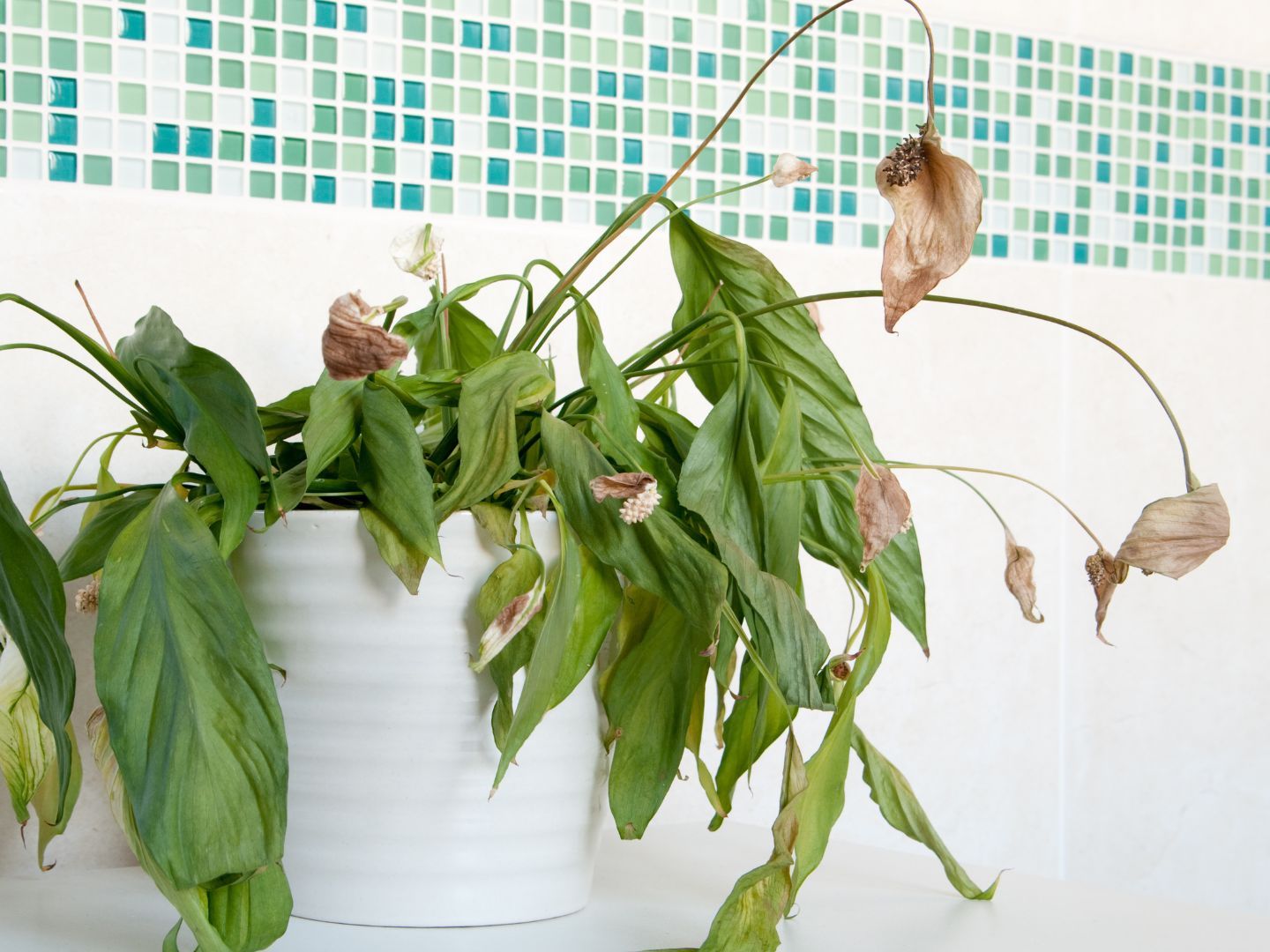 plant hangers indoor ORBIT plant hanger  Result Objects