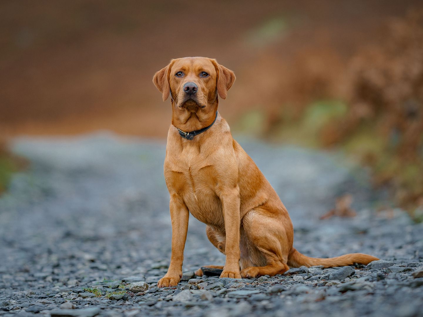 Yellow Labrador Retriever Puppy's Priceless Pounce Gets Some Serious Air -  PetHelpful, image size:1440x1080